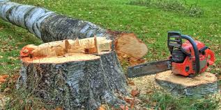 Best Tree Mulching  in Sands Point, NY