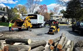 Best Tree Cabling and Bracing  in Sands Point, NY