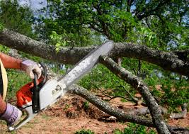 Best Arborist Consultation Services  in Sands Point, NY