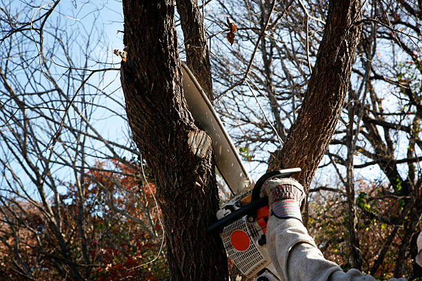Best Aeration Services  in Sands Point, NY