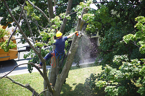 Best Leaf Removal  in Sands Point, NY