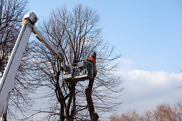 Best Hazardous Tree Removal  in Sands Point, NY