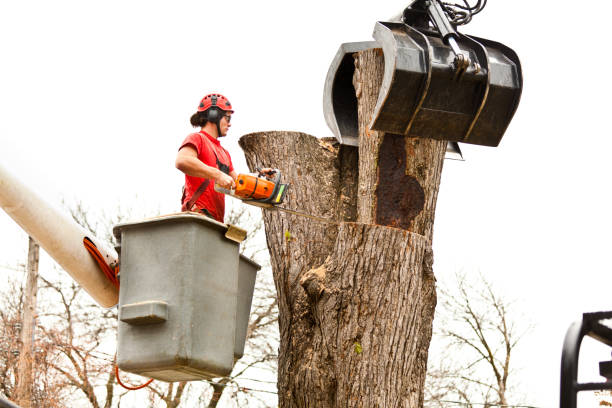 Best Tree Disease Treatment  in Sands Point, NY